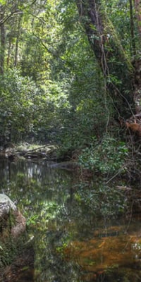 Wanderung im Sinharaja-Regenwald ab Mirissa
